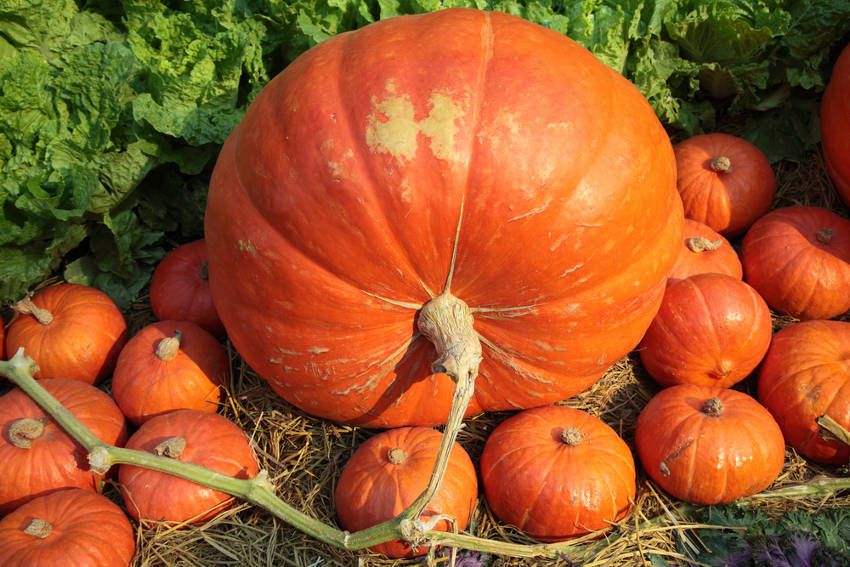 Giant Pumpkin